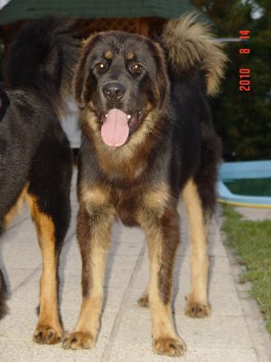 Dog Photo