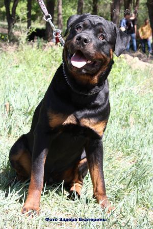 Dog Photo