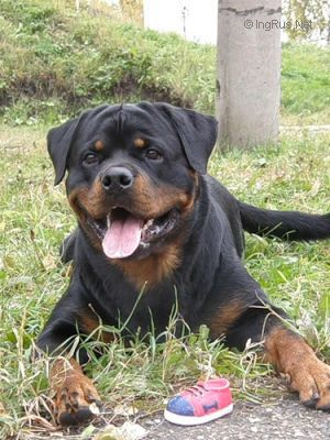 Dog Photo