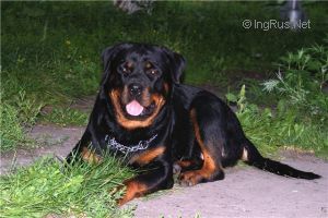 Dog Photo