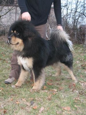 Dog Photo