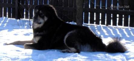 Dog Photo