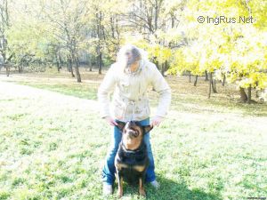 Dog Photo