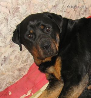 Dog Photo