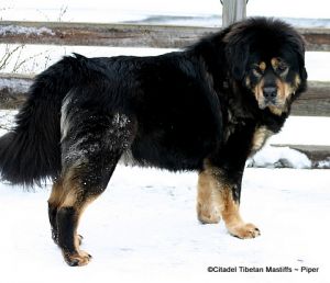Dog Photo