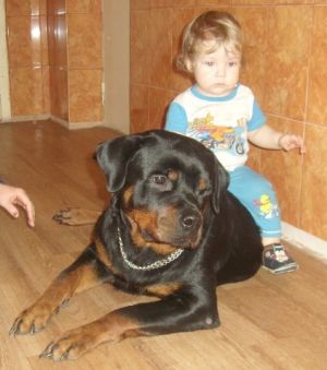 Dog Photo
