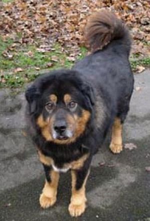 Dog Photo