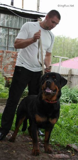 Dog Photo