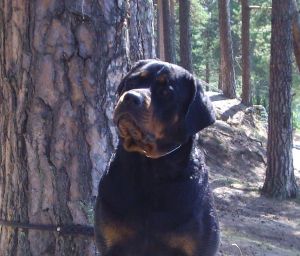Dog Photo