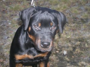 Dog Photo