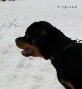 Dog Photo