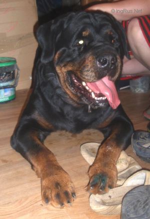 Dog Photo