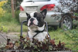 Dog Photo