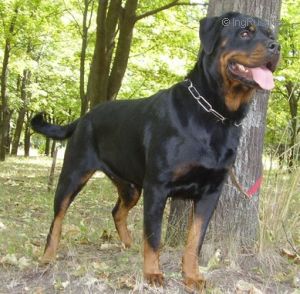 AFINA TEREN