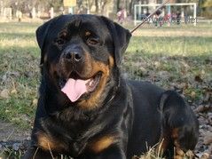 BALU TEREN