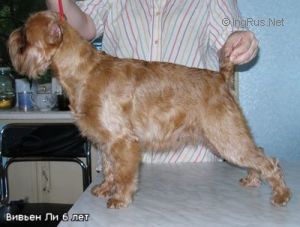 Dog Photo