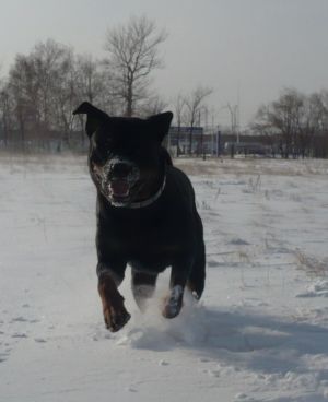 Dog Photo