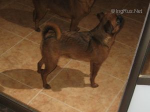 Dog Photo