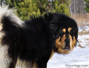 Dog Photo