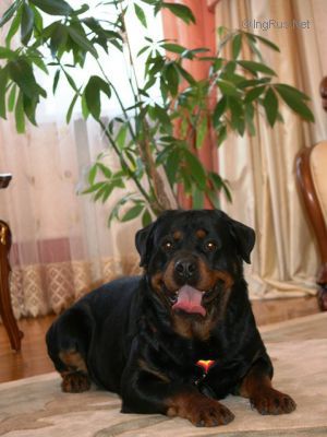 Dog Photo