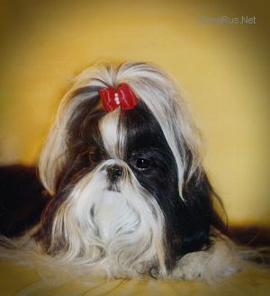 Dog Photo