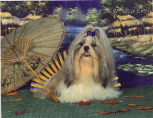 Dog Photo
