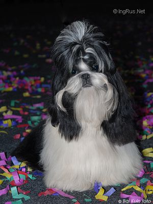 Dog Photo