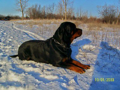 Dog Photo