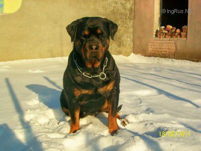 Dog Photo