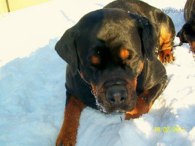Dog Photo