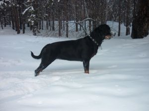 Dog Photo