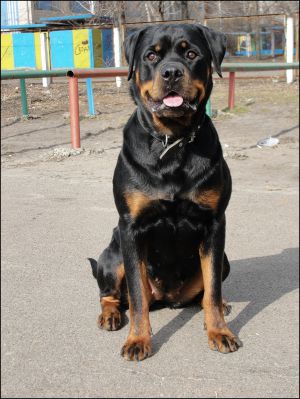 Dog Photo