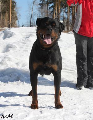 Dog Photo