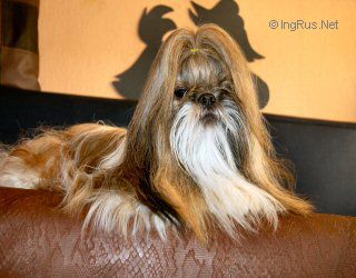 Dog Photo