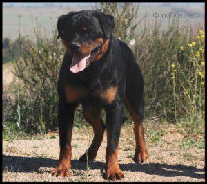 Dog Photo