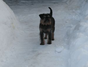 Dog Photo