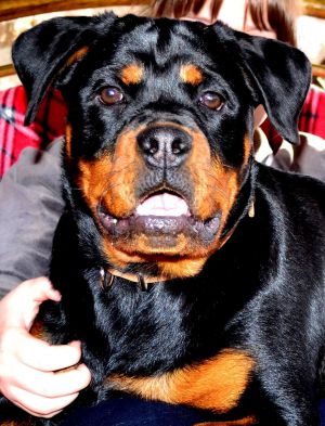 Dog Photo
