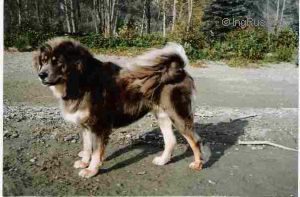 Dog Photo