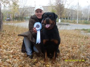 Dog Photo