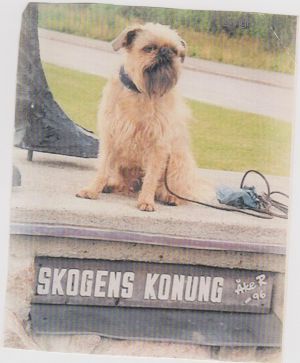 Dog Photo