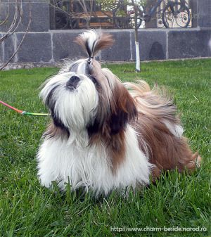Dog Photo