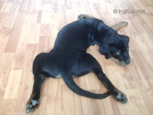 Dog Photo