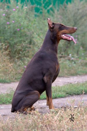 Dog Photo