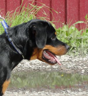 Dog Photo