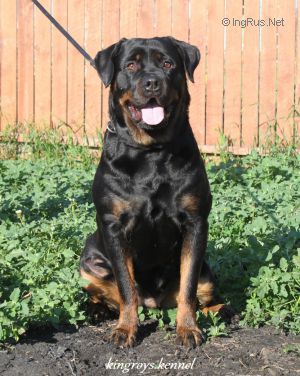 Dog Photo