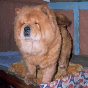 Dog Photo