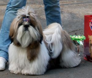 Dog Photo
