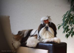 Dog Photo