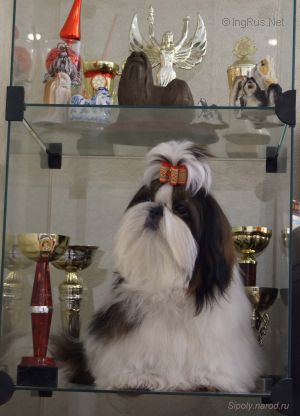 Dog Photo
