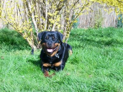 Dog Photo